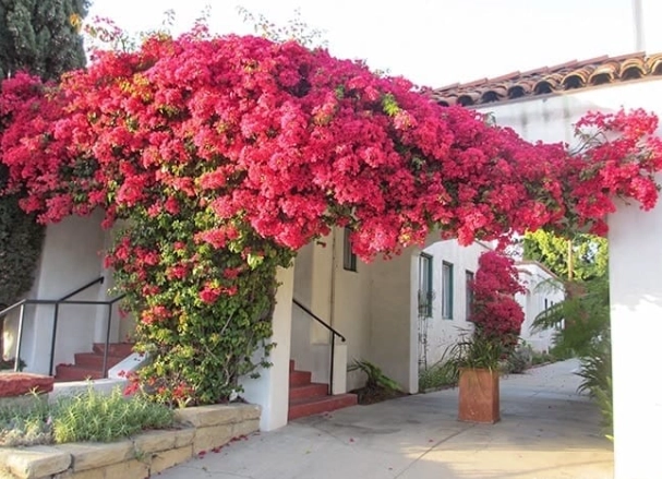 how to grow bougainvillea