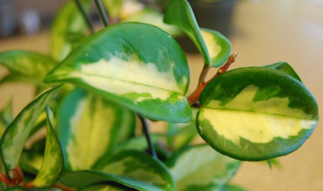 Hoya carnosa propagation