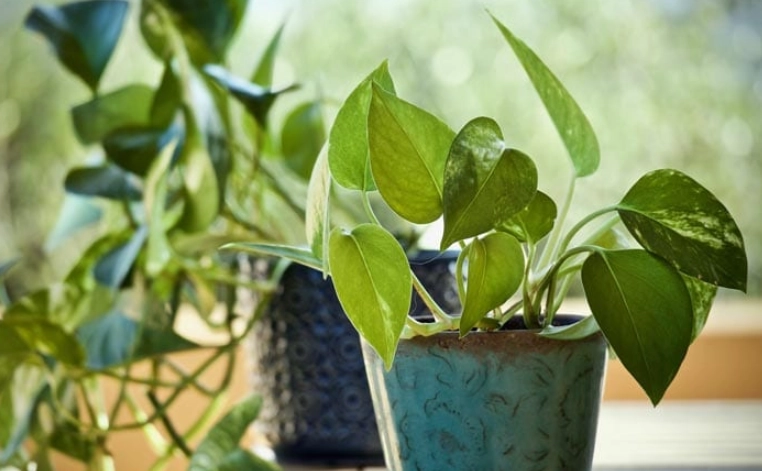 low light houseplants