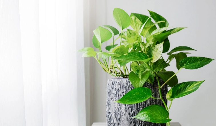 pothos plant care