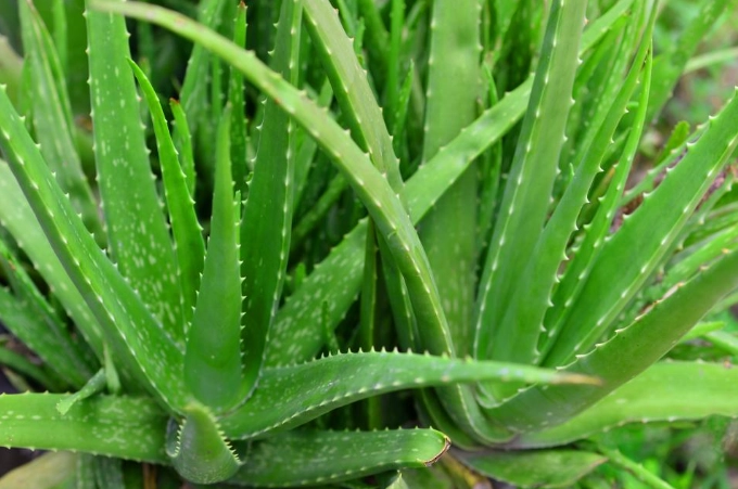 fresh aloe vera gel