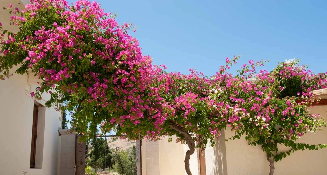 bougainvillea care