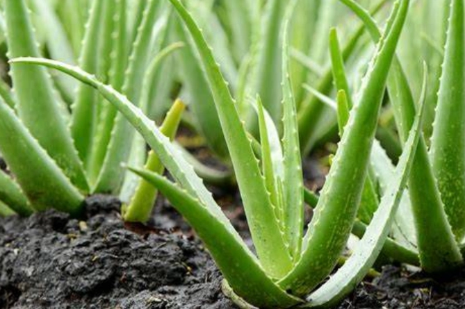 aloe vera leaf uses