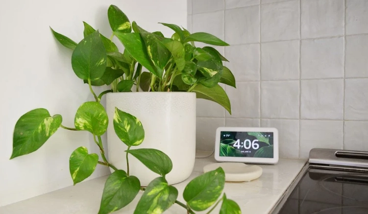 golden pothos care