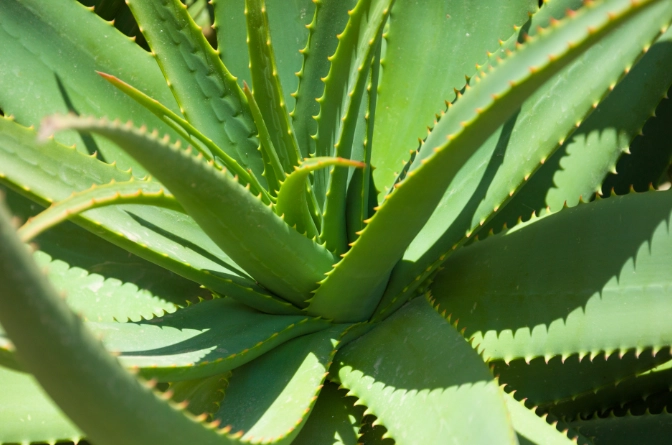 aloe vera leaf uses