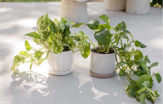 low light houseplants