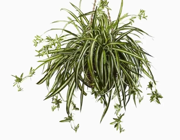 chlorophytum comosum