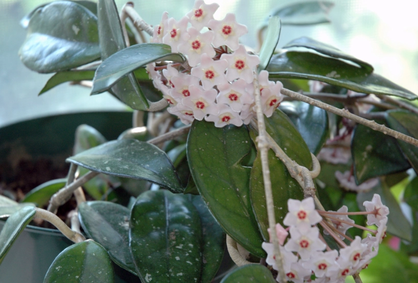 Hoya carnosa care