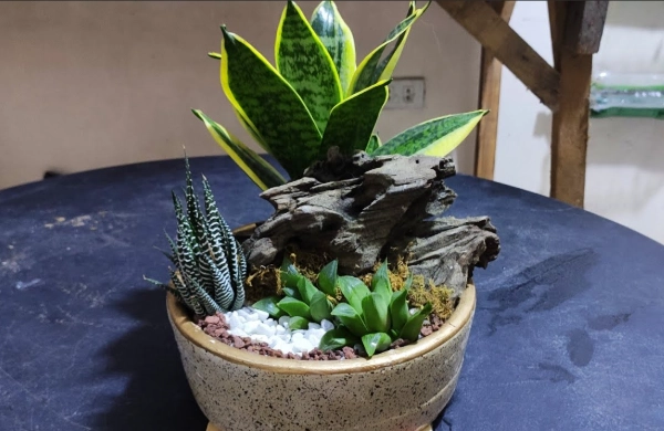 dish garden care dish garden care