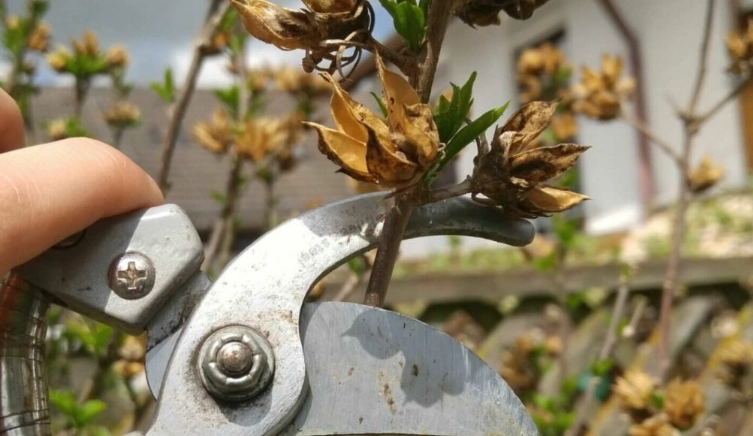 when to prune hibiscus