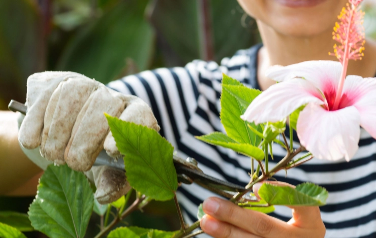 pruning hibiscus