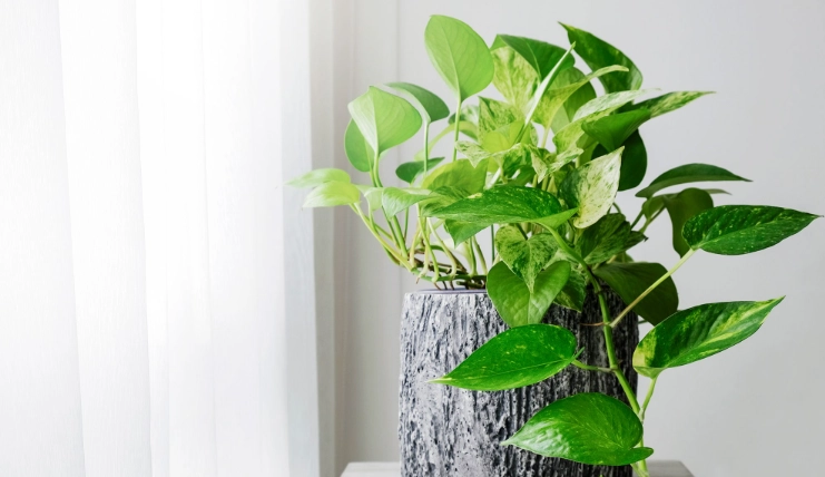 golden pothos care