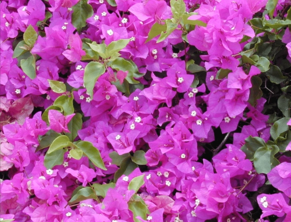 how to grow bougainvillea