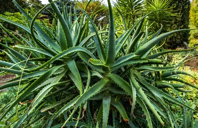 how to grow aloe vera