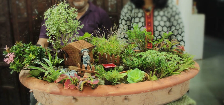 dish garden care dish garden care