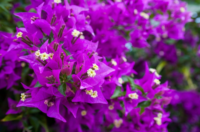 bougainvillea plant