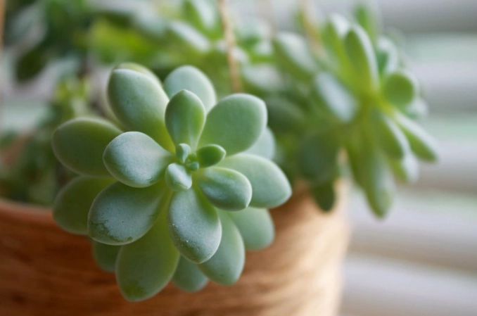 signs of overwatering succulents