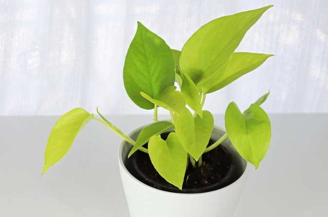 how to propagate neon pothos