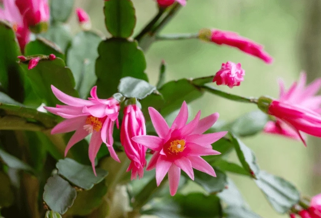 Schlumbergera how to grow