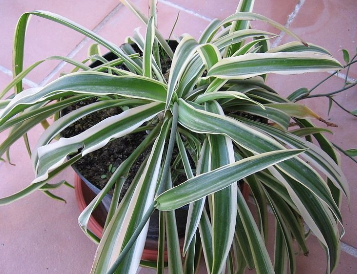 Chlorophytum comosum