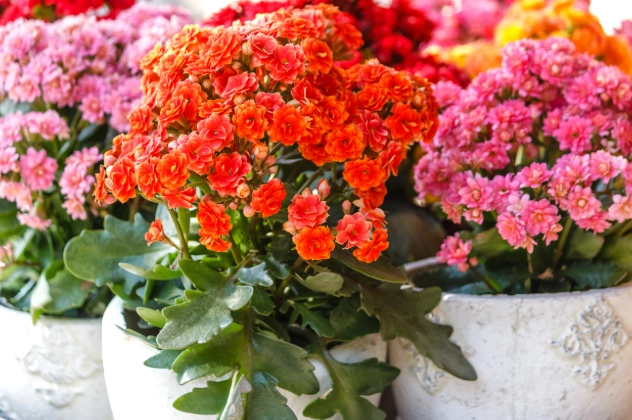 kalanchoe plant care kalanchoe plant care