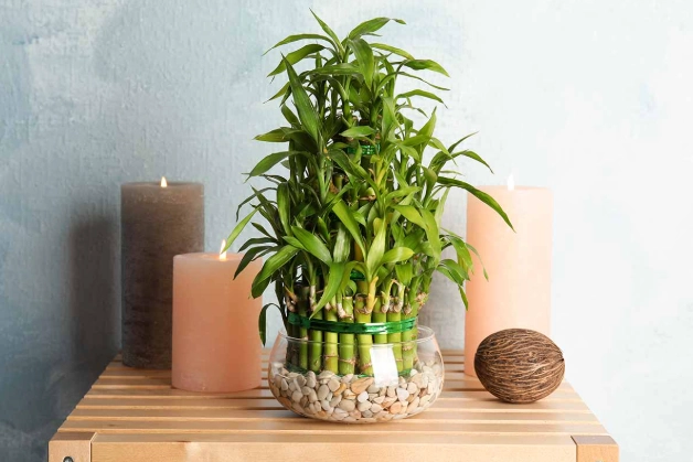 growing bamboo in containers