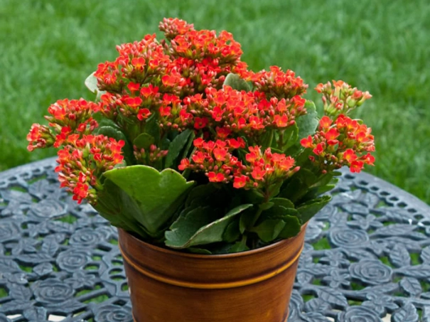kalanchoe plant care kalanchoe plant care