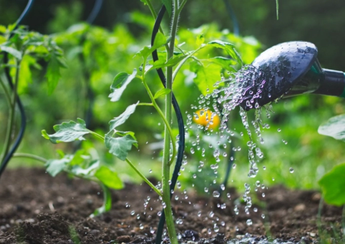 plant watering guide plant watering guide