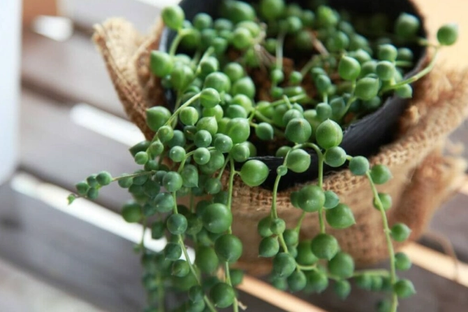 string of pearls plant care string of pearls plant care