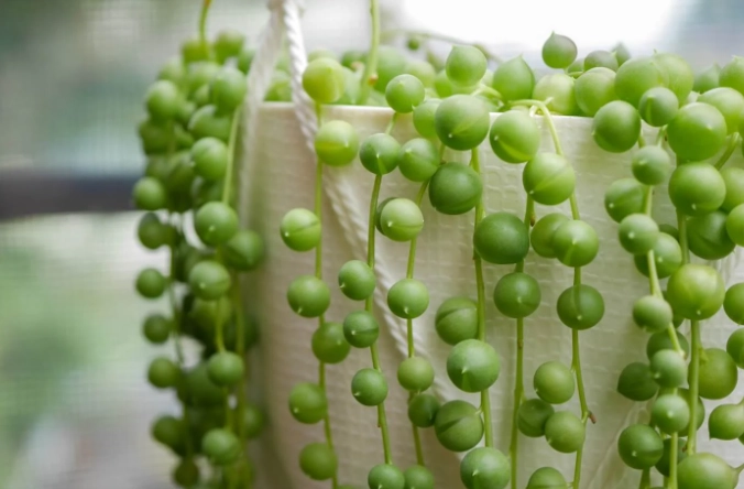 pearl plant propagation pearl plant propagation