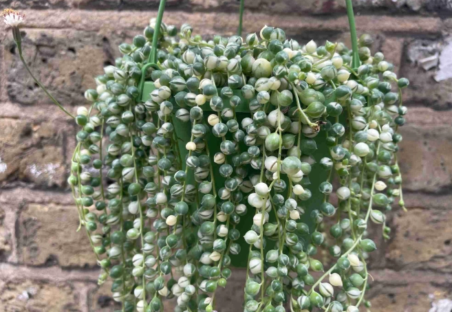 string of pearls plant care string of pearls plant care