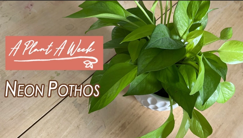 neon pothos light requirements