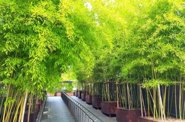 lucky bamboo plant care