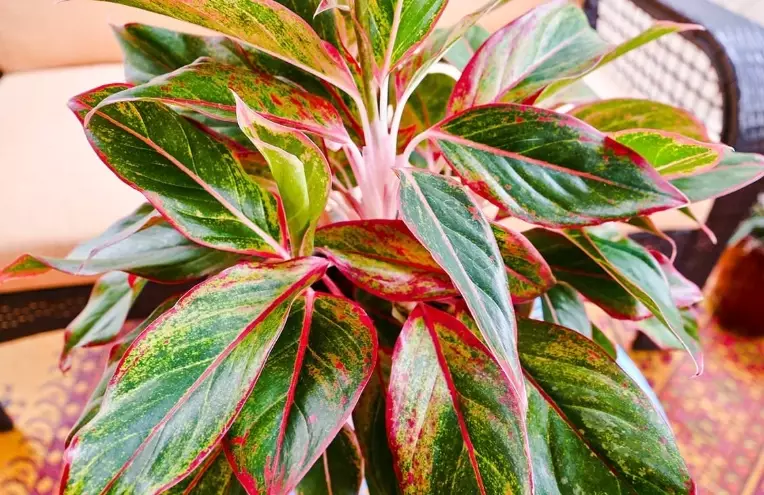 Aglaonema Siam care