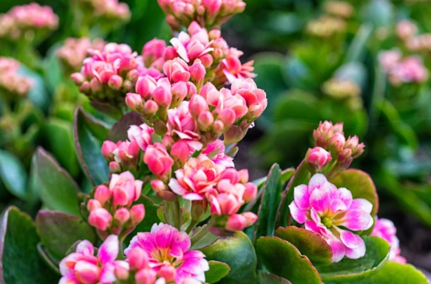 how to care for kalanchoe how to care for kalanchoe