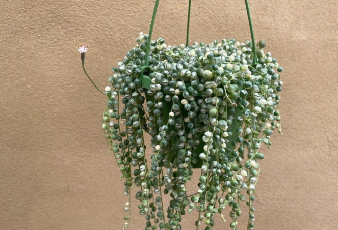 pearl plant propagation pearl plant propagation