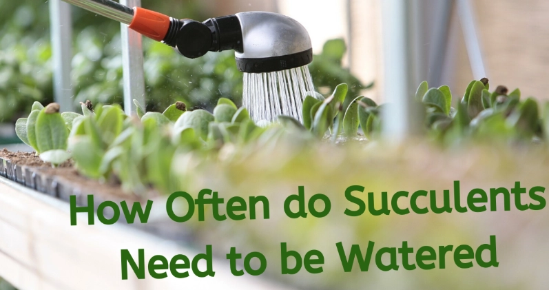 signs of overwatering succulents