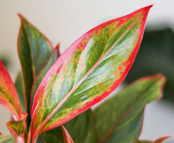 Red Aglaonema