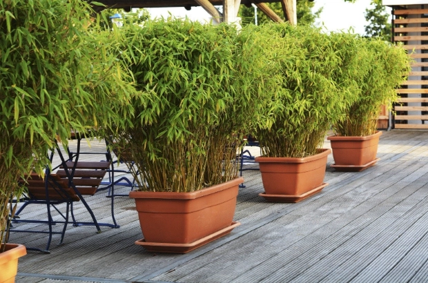 growing bamboo in containers