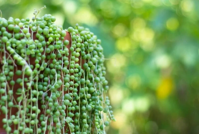 pearl plant propagation pearl plant propagation