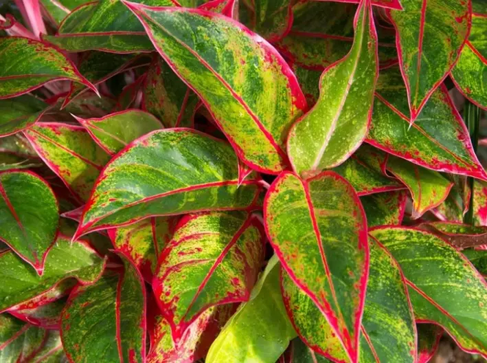 Chinese Evergreen plant