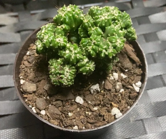 cactus watering cactus watering