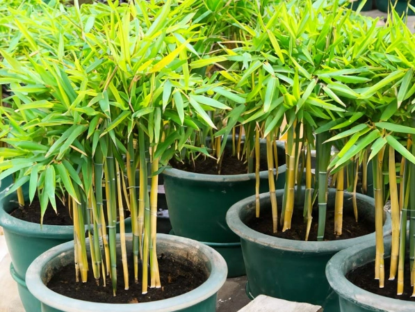 growing bamboo in containers