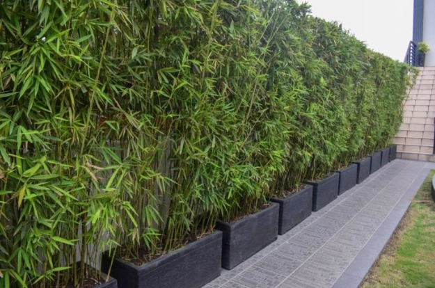 lucky bamboo plant care