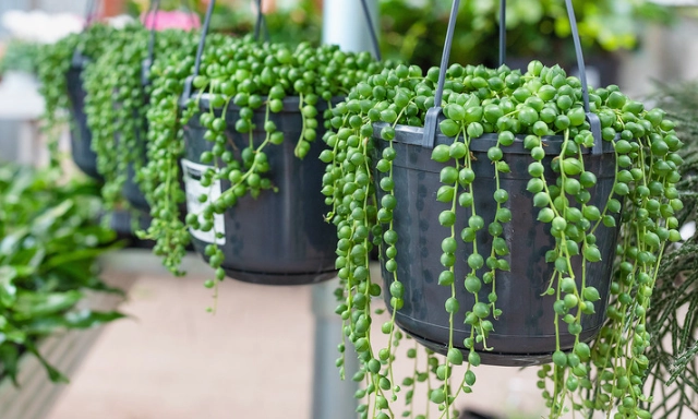 pearl plant propagation pearl plant propagation