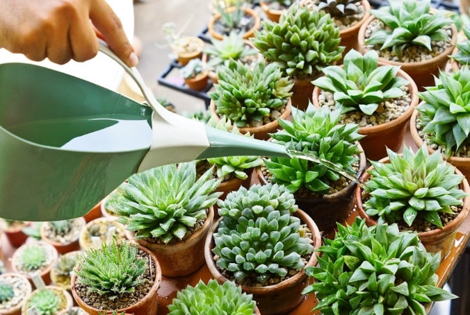 succulent watering guide