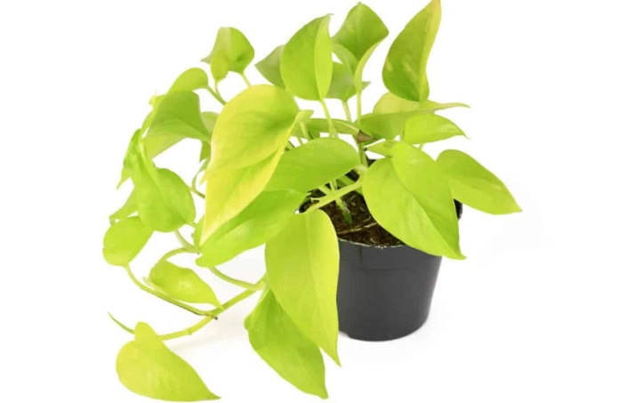 neon pothos light requirements