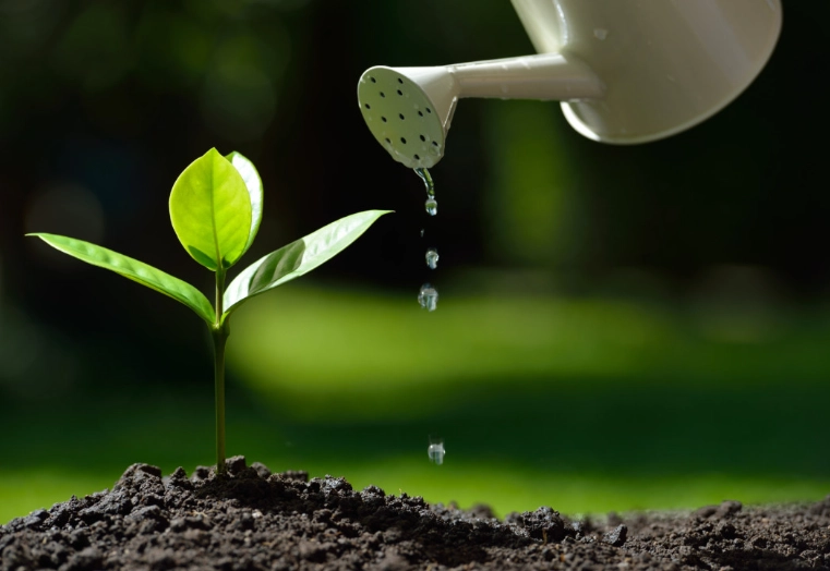 plant watering schedule plant watering schedule