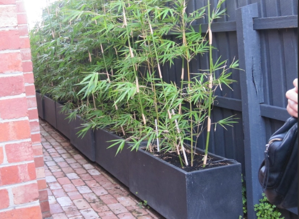 growing bamboo in containers