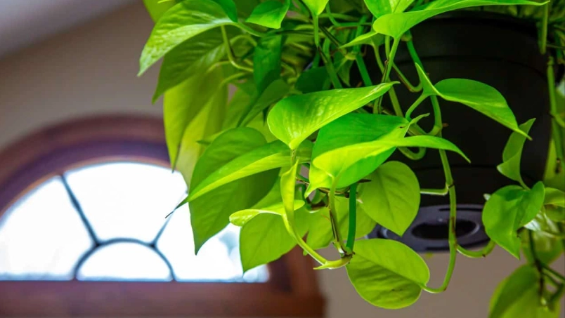 neon pothos light requirements